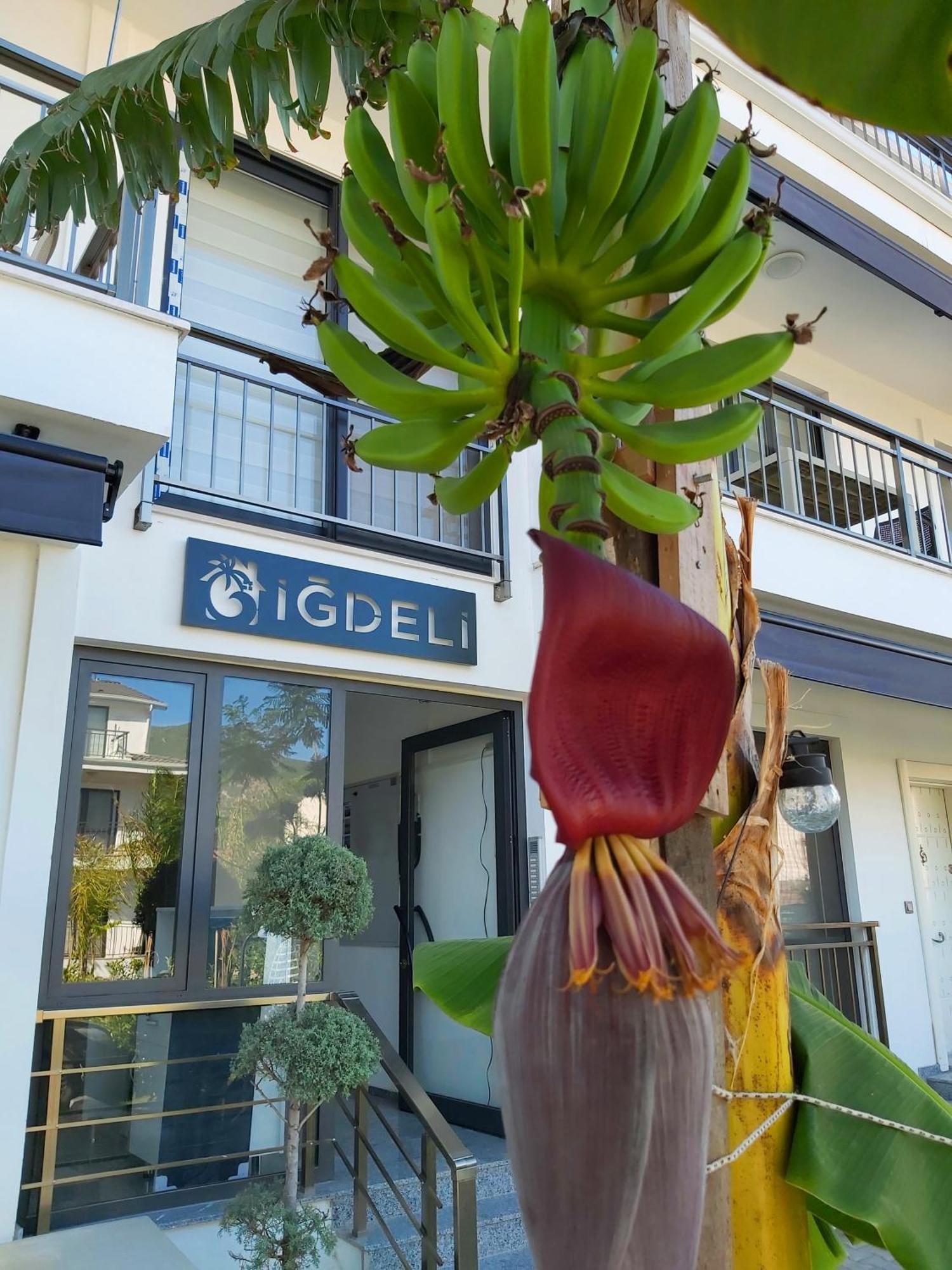 ığdeli Aparts Apart Otel *